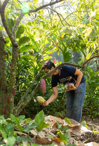 Cacao Tour