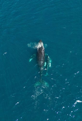 Whale Watching